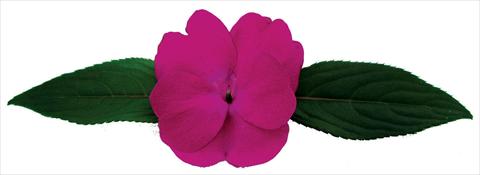 Photo de variété de fleurs à utiliser comme: Pot et Plante à massif Impatiens N. Guinea Galaxy® Octans