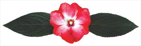 Photo de variété de fleurs à utiliser comme: Pot et Plante à massif Impatiens N. Guinea Galaxy® Pavo