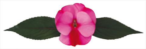 Photo de variété de fleurs à utiliser comme: Pot et Plante à massif Impatiens N. Guinea Galaxy® Scorpio