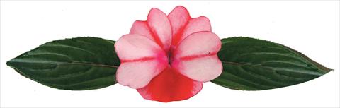 Photo de variété de fleurs à utiliser comme: Pot et Plante à massif Impatiens N. Guinea Galaxy® Virgo