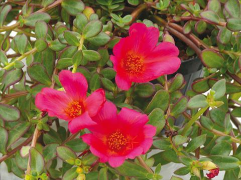 Photo de variété de fleurs à utiliser comme: Pot, Plante à massif, patio, Suspension Portulaca Electric Cerise Red®