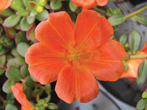 Photo de variété de fleurs à utiliser comme: Pot, Plante à massif, patio, Suspension Portulaca Electric Orange®