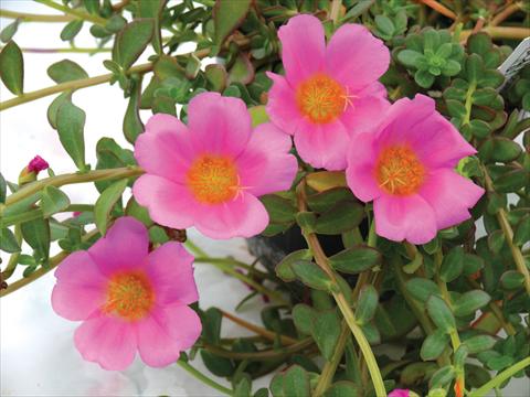 Photo de variété de fleurs à utiliser comme: Pot, Plante à massif, patio, Suspension Portulaca Electric Pink®
