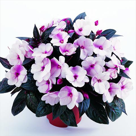 Photo de variété de fleurs à utiliser comme: Plante à massif, pot ou Suspension Impatiens N. Guinea RED FOX Petticoat Pink Eye