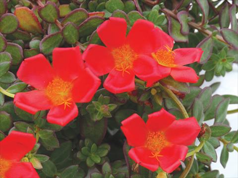 Photo de variété de fleurs à utiliser comme: Pot, Plante à massif, patio, Suspension Portulaca Electric Red®