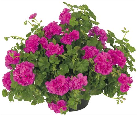 Photo de variété de fleurs à utiliser comme: Pot, patio, Suspension Pelargonium peltatum Universe Compact Chamaleon®