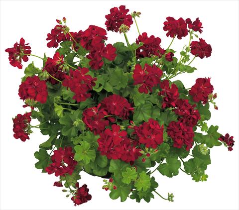 Photo de variété de fleurs à utiliser comme: Pot, patio, Suspension Pelargonium peltatum Universe Compact Nekkar®