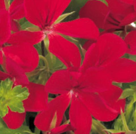 Photo de variété de fleurs à utiliser comme: Pot, patio, Suspension Pelargonium peltatum Universe Epsilon®
