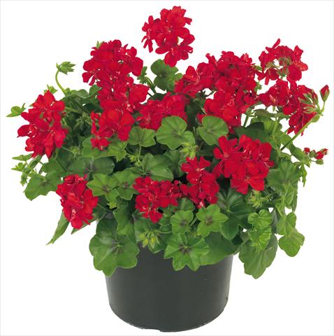Photo de variété de fleurs à utiliser comme: Pot, patio, Suspension Pelargonium peltatum Universe Ursa Major®