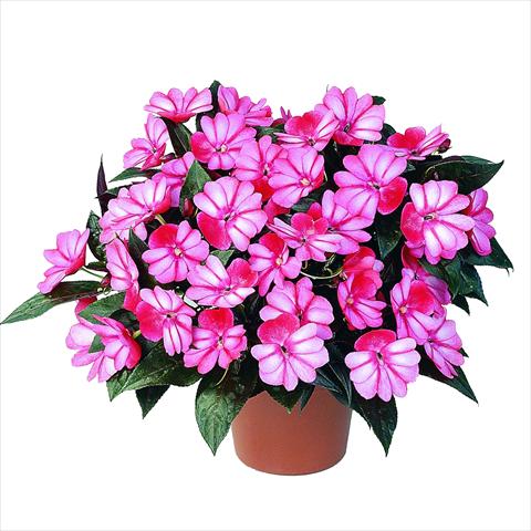 Photo de variété de fleurs à utiliser comme: Pot et Plante à massif Impatiens N. Guinea RED FOX Petticoat Red Star