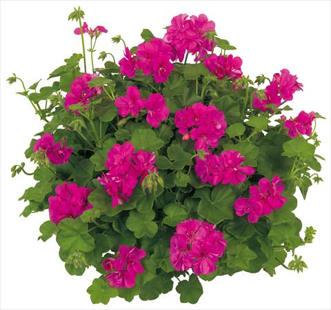 Photo de variété de fleurs à utiliser comme: Pot, patio, Suspension Pelargonium peltatum Universe Ursa Minor®