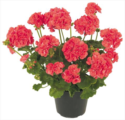 Photo de variété de fleurs à utiliser comme: Patio, pot Pelargonium zonale Solar Light Ambrosia®