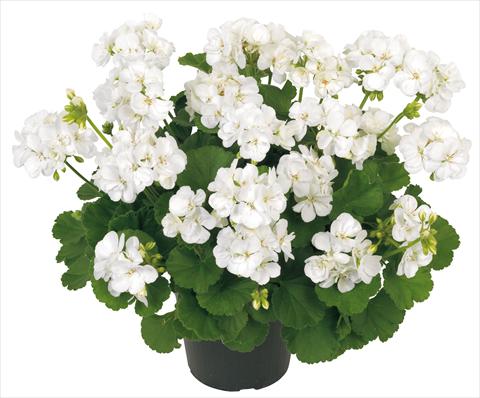 Photo de variété de fleurs à utiliser comme: Patio, pot Pelargonium zonale Solar Light Libra Improved®