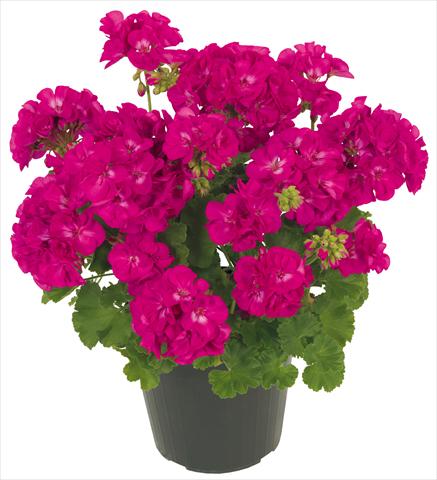 Photo de variété de fleurs à utiliser comme: Patio, pot Pelargonium zonale Solar Light Maia®