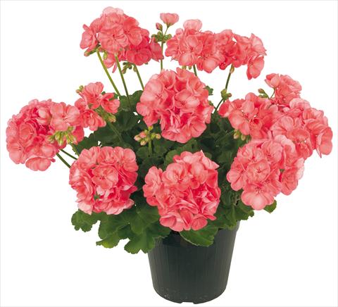 Photo de variété de fleurs à utiliser comme: Patio, pot Pelargonium zonale Solar Light Proxima®
