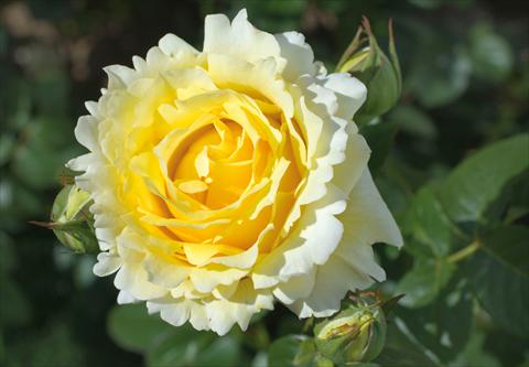 Photo de variété de fleurs à utiliser comme: Pot et Plante à massif Rosa rampicante GP Cyrano de Bergerac®