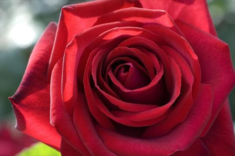 Photo de variété de fleurs à utiliser comme: Pot et Plante à massif Rosa Tea Edith Piaf®