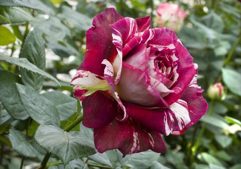 Photo de variété de fleurs à utiliser comme: Pot et Plante à massif Rosa Tea Julio Iglesias®