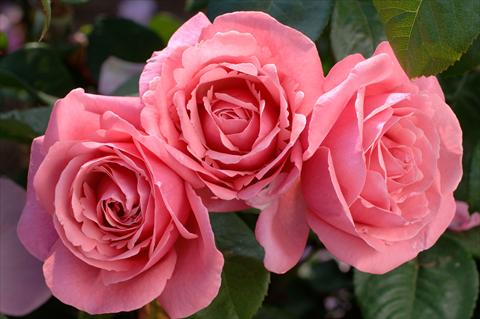 Photo de variété de fleurs à utiliser comme: Pot et Plante à massif Rosa Tea Line Renaud®