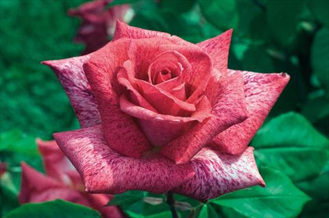 Photo de variété de fleurs à utiliser comme: Pot et Plante à massif Rosa Tea Pierre Cardin®