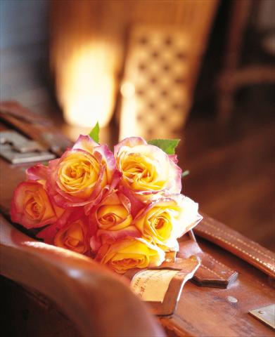 Photo de variété de fleurs à utiliser comme: Pot et Plante à massif Rosa Tea Pullman Orient Express®