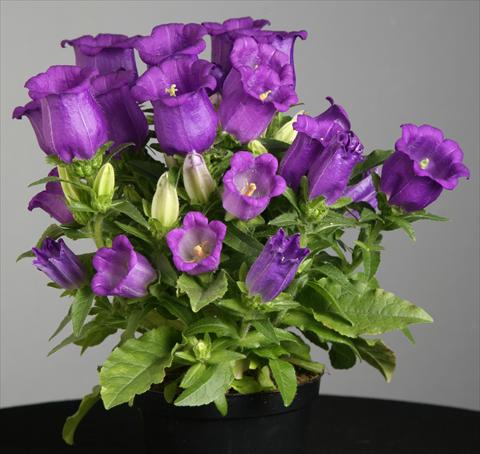 Photo de variété de fleurs à utiliser comme: Pot et Plante à massif Campanula medium Appeal Deep Blue
