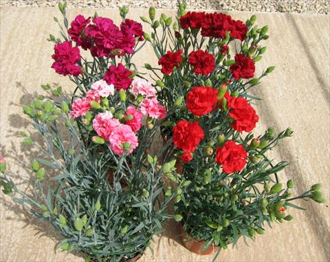 Photo de variété de fleurs à utiliser comme: Pot et Plante à massif Dianthus caryophyllus CanCan F1 Cocktail Party Mix
