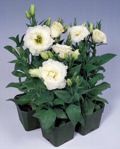 Photo de variété de fleurs à utiliser comme: Pot et Plante à massif Lisianthus (Eustoma rusellianum) Matador White