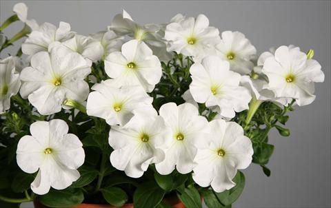 Photo de variété de fleurs à utiliser comme: Pot, patio, Suspension Petunia Explorer Clear White