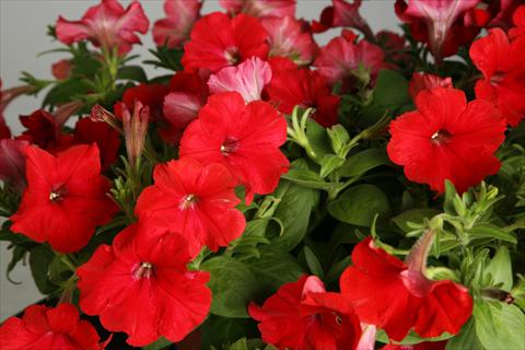 Photo de variété de fleurs à utiliser comme: Pot, patio, Suspension Petunia Explorer Scarlet