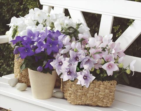 Photo de variété de fleurs à utiliser comme: Pot, Plante à massif, patio, Suspension Platycodon Astra Mixture