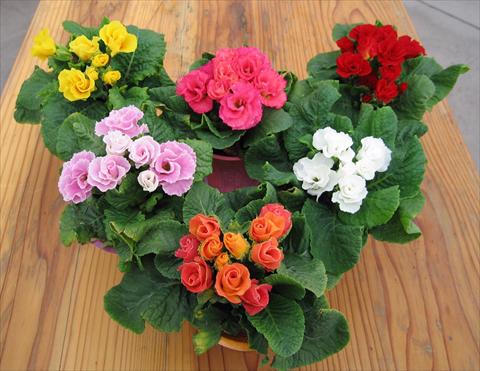 Photo de variété de fleurs à utiliser comme: Pot et Plante à massif Primula acaulis, veris, vulgaris Rosanna