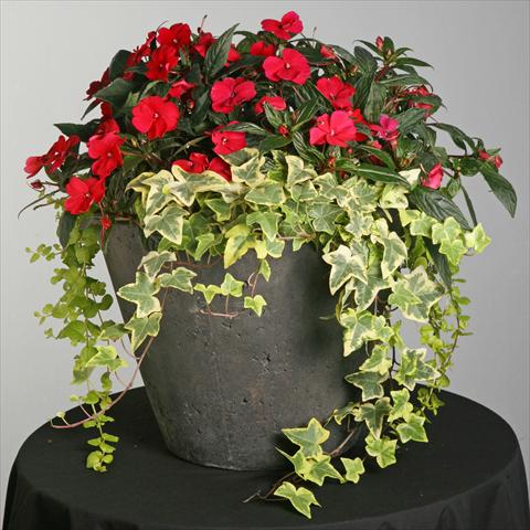 Photo de variété de fleurs à utiliser comme: Pot et Plante à massif Impatiens hybrida SunPatiens® Compact Spreading Carmine Red