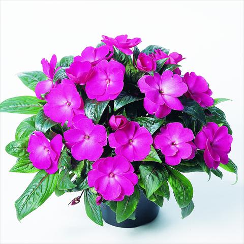 Photo de variété de fleurs à utiliser comme: Plante à massif, pot ou Suspension Impatiens N. Guinea RED FOX Petticoat Pink Charme