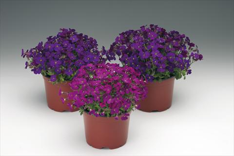 Photo de variété de fleurs à utiliser comme: Plante à massif/ plante de bordure Aubrieta hybrida Audrey™ F1 Red Purple Mix