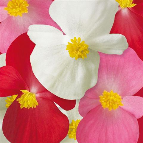 Photo de variété de fleurs à utiliser comme: Plante à massif/ plante de bordure Begonia semperflorens Ascot F1 Complete Mix