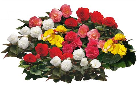 Photo de variété de fleurs à utiliser comme: Pot et Plante à massif Begonia tuberosa Swift mix