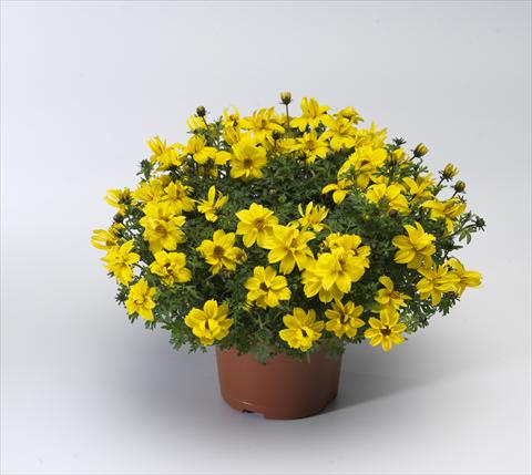 Photo de variété de fleurs à utiliser comme: Pot, patio, Suspension Bidens ferulifolia Solaire® Double Compact