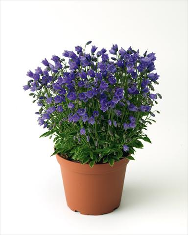 Photo de variété de fleurs à utiliser comme: Plante à massif/ plante de bordure Campanula cochleariifolia Swinging Bells Blue