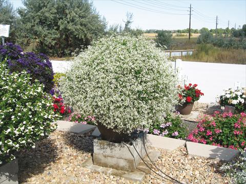 Photo de variété de fleurs à utiliser comme: Suspension / pot Euphorbia hypericifolia Euphoric White