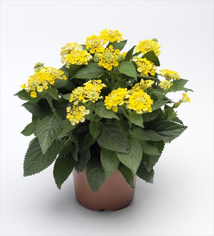 Photo de variété de fleurs à utiliser comme: Pot, Plante à massif, patio Lantana camara Bandana® Yellow