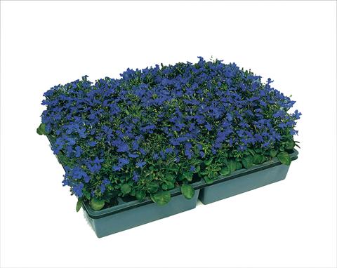 Photo de variété de fleurs à utiliser comme: Pot, patio, Suspension Lobelia erinus Moon Blue