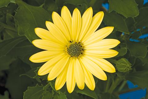 Photo de variété de fleurs à utiliser comme: Pot et Plante à massif Osteospermum ecklonis Tradewinds® Yellow