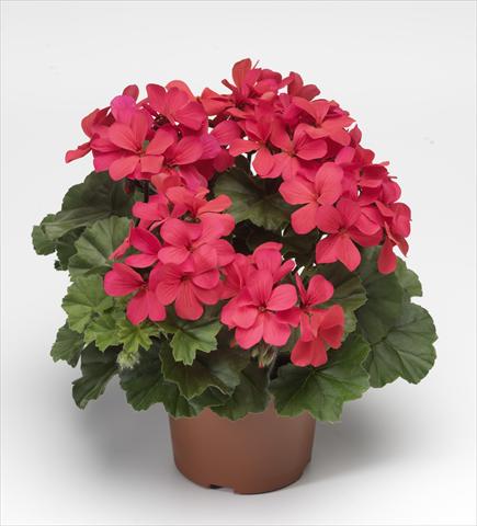 Photo de variété de fleurs à utiliser comme: Patio, pot Pelargonium hybrid Dark Caliente® Hot Coral