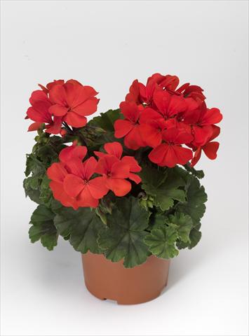 Photo de variété de fleurs à utiliser comme: Patio, pot Pelargonium hybrid Dark Caliente® Orange