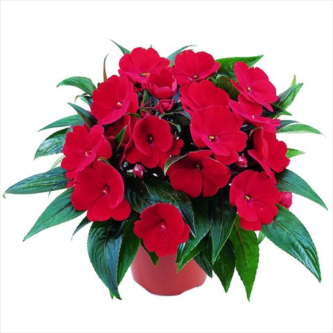 Photo de variété de fleurs à utiliser comme: Pot et Plante à massif Impatiens N. Guinea RED FOX Sweetie Fire