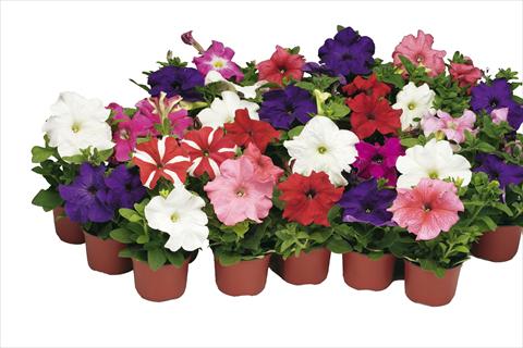 Photo de variété de fleurs à utiliser comme: Pot et Plante à massif Petunia grandiflora Bravo® Formula Mix