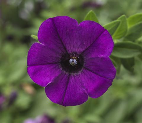 Photo de variété de fleurs à utiliser comme: Pot, patio, Suspension Petunia hybrida Sanguna® Mini Blue