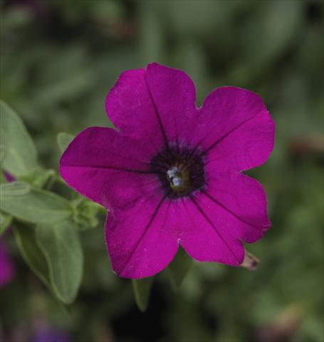 Photo de variété de fleurs à utiliser comme: Pot, patio, Suspension Petunia hybrida Sanguna® Mini Purple