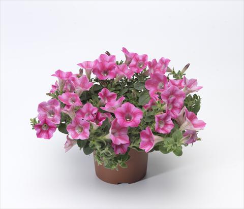 Photo de variété de fleurs à utiliser comme: Pot, patio, Suspension Petunia hybrida Whispers® Rose Star